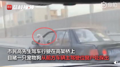 司机开车时边撸狗边看书，后方车主当场惊呆了
